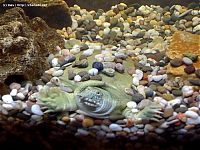 Fauna & Flora: Turtle, Pelodiscus Sinensis