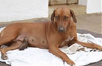 Fauna & Flora: dog with abandoned pig