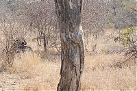 Fauna & Flora: lioness against a buffalo