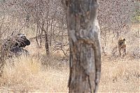 Fauna & Flora: lioness against a buffalo