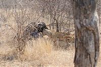 Fauna & Flora: lioness against a buffalo