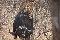 TopRq.com search results: lioness against a buffalo