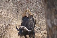 Fauna & Flora: lioness against a buffalo