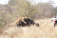 Fauna & Flora: lioness against a buffalo