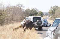 Fauna & Flora: lioness against a buffalo