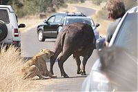 Fauna & Flora: lioness against a buffalo