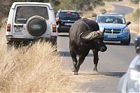 TopRq.com search results: lioness against a buffalo