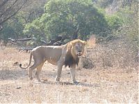 Fauna & Flora: lioness against a buffalo