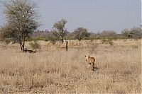 Fauna & Flora: lioness against a buffalo