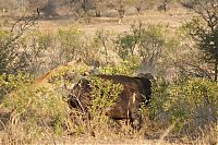 Fauna & Flora: lioness against a buffalo