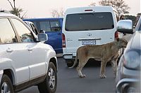 Fauna & Flora: lioness against a buffalo