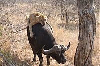 Fauna & Flora: lioness against a buffalo