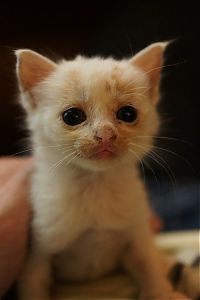 TopRq.com search results: little kitten found on the street