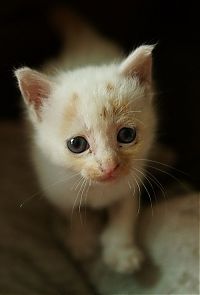 Fauna & Flora: little kitten found on the street