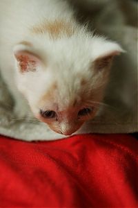 Fauna & Flora: little kitten found on the street