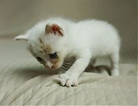 TopRq.com search results: little kitten found on the street