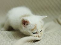 Fauna & Flora: little kitten found on the street