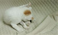 TopRq.com search results: little kitten found on the street