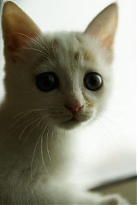 TopRq.com search results: little kitten found on the street