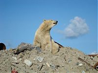 Fauna & Flora: polar bear in the construction area