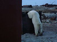 Fauna & Flora: polar bear in the construction area