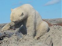 Fauna & Flora: polar bear in the construction area