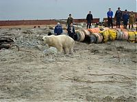 TopRq.com search results: polar bear in the construction area
