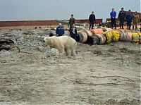 Fauna & Flora: polar bear in the construction area