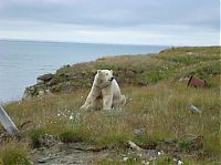 Fauna & Flora: polar bear in the construction area