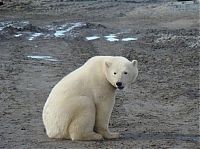 Fauna & Flora: polar bear in the construction area