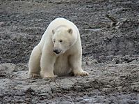 Fauna & Flora: polar bear in the construction area