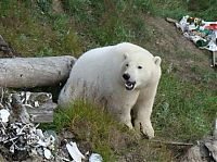 Fauna & Flora: polar bear in the construction area