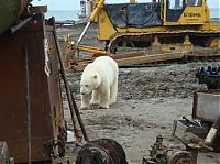 TopRq.com search results: polar bear in the construction area
