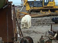 Fauna & Flora: polar bear in the construction area