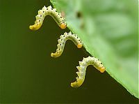 Fauna & Flora: insect macro photography