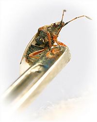 Fauna & Flora: insect macro photography