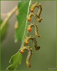 Fauna & Flora: insect macro photography