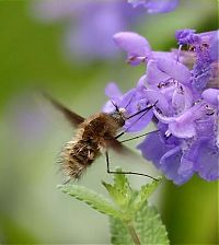 Fauna & Flora: insect macro photography