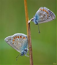 Fauna & Flora: insect macro photography