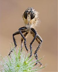 Fauna & Flora: insect macro photography