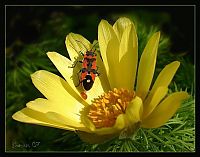 Fauna & Flora: insect macro photography