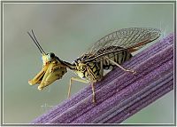 Fauna & Flora: insect macro photography