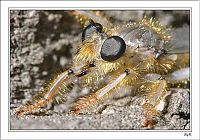 Fauna & Flora: insect macro photography