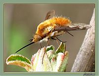 Fauna & Flora: insect macro photography