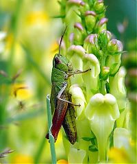 Fauna & Flora: insect macro photography