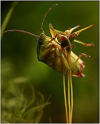 Fauna & Flora: insect macro photography