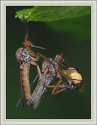 Fauna & Flora: insect macro photography