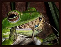 Fauna & Flora: insect macro photography