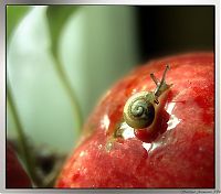 Fauna & Flora: insect macro photography