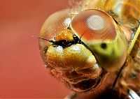 Fauna & Flora: insect macro photography